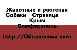 Животные и растения Собаки - Страница 10 . Крым,Симферополь